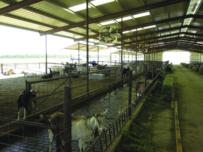 Fig. 03: Photograph showing the inside of a feeding facility with water troughs, feed alley, and ventilation fans.